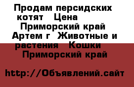 Продам персидских  котят › Цена ­ 1 500 - Приморский край, Артем г. Животные и растения » Кошки   . Приморский край